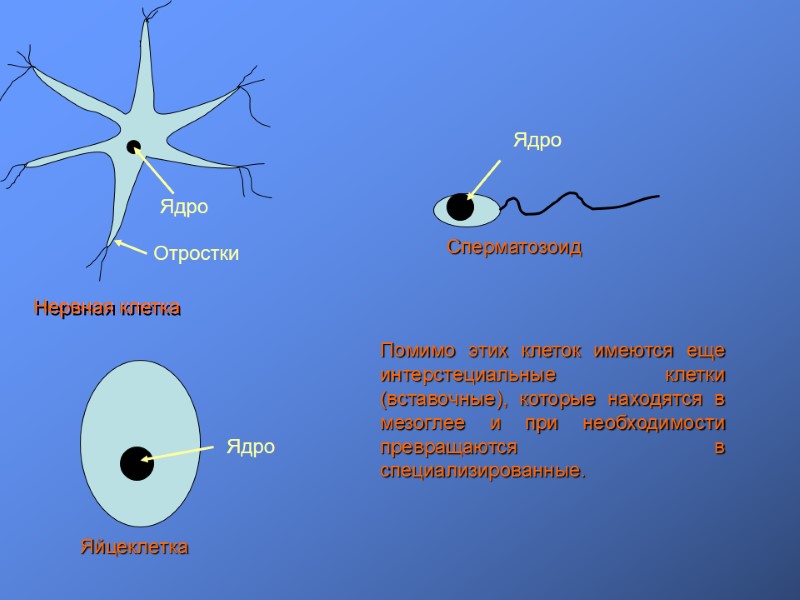 Ядро Отростки Нервная клетка Ядро Яйцеклетка Ядро Сперматозоид Помимо этих клеток имеются еще интерстециальные